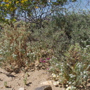 Krameria-grayi-white-ratany-creosote-bush-habitat-Cryptantha-south-Joshua-Tree-NP-2017-03-24-IMG 7756