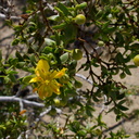 Larrea-tridentata-creosote-bush-near-Porcupine-Wash-Pinto-Basin-Rd-Joshua-Tree-NP-2017-03-14-IMG 7439