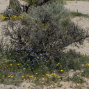 Leptosyne-californica-coreopsis-under-creosote-bush-Pinto-Basin-Rd-N-of-pass-Joshua-Tree-NP-2018-03-15-IMG 3957