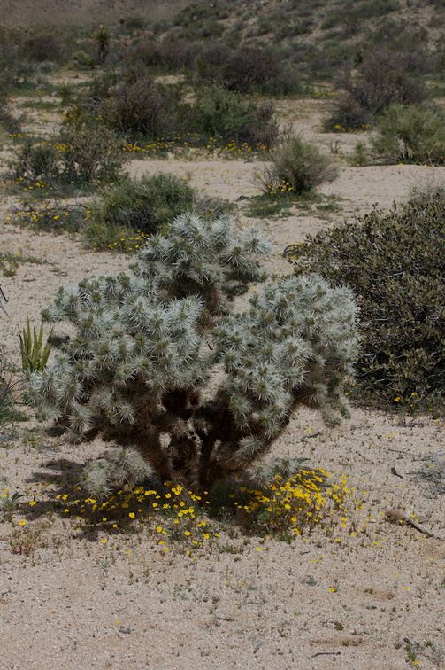 Leptosyne-californica-coreopsis-under-silver-cholla-Pinto-Basin-Rd-N-of-pass-Joshua-Tree-NP-2018-03-15-IMG 3956