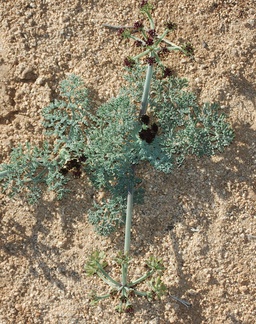 Lomatium-mohavense-mojave-wild-parsley-Hidden-Valley-Joshua-Tree-NP-2017-03-25-IMG 4405
