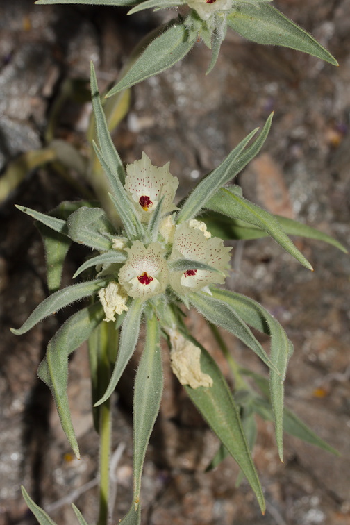 Mohavea-confertiflora-ghost-flower-south-Joshua-Tree-NP-2017-03-24-IMG 4206