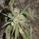 Mohavea-confertiflora-ghost-flower-south-Joshua-Tree-NP-2017-03-24-IMG 4206
