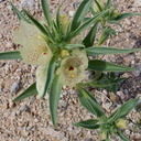 Mohavea-confertiflora-ghostflower-Box-Canyon-Rd-S-of-Joshua-Tree-NP-2018-03-15-IMG 7543