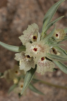 Mohavea-confertiflora-ghostflower-Box-Canyon-S-of-Joshua-Tree-NP-2017-03-15-IMG 4007