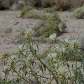 Mohavea-confertiflora-ghostflower-Box-Canyon-S-of-Joshua-Tree-NP-2017-03-15-IMG 4014