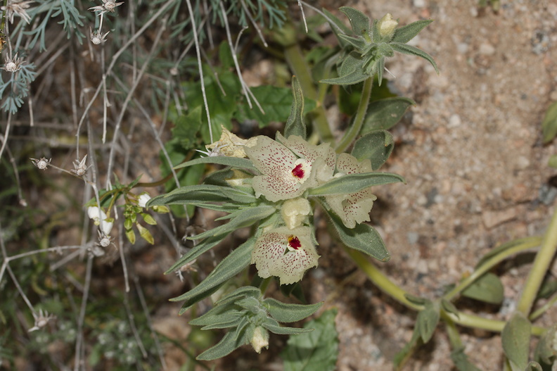 Mohavea-confertiflora-ghostflower-Box-Canyon-S-of-Joshua-Tree-NP-2017-03-15-IMG_4015.jpg