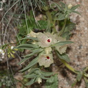 Mohavea-confertiflora-ghostflower-Box-Canyon-S-of-Joshua-Tree-NP-2017-03-15-IMG 4015