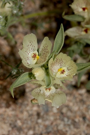 Mohavea-confertiflora-ghostflower-Box-Canyon-S-of-Joshua-Tree-NP-2017-03-15-IMG 4017