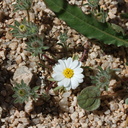 Monoptilon-bellioides-desert-star-Cottonwood-Spring-Joshua-Tree-NP-2017-03-14-IMG 3873