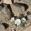 Monoptilon-bellioides-desert-star-Pinto-Basin-Rd-S-of-pass-Joshua-Tree-NP-2018-03-15-IMG 4091