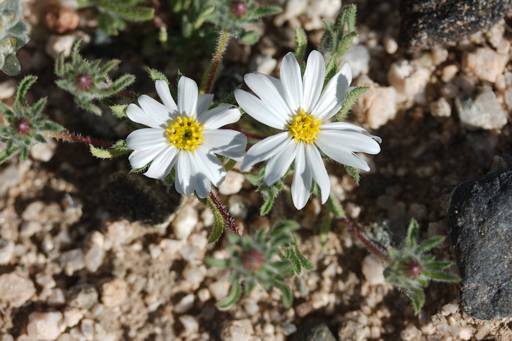 Monoptilon-bellioides-desert-star-Pinto-Basin-Rd-S-of-pass-Joshua-Tree-NP-2018-03-15-IMG 4100