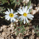 Monoptilon-bellioides-desert-star-Pinto-Basin-Rd-S-of-pass-Joshua-Tree-NP-2018-03-15-IMG 4100