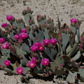 Opuntia-basilaris-beavertail-cactus-Bajada-Nature-Trail-S-entrance-Joshua-Tree-NP-2017-03-14-IMG 3821