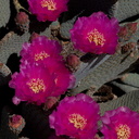 Opuntia-basilaris-beavertail-cactus-Bajada-Nature-Trail-S-entrance-Joshua-Tree-NP-2017-03-14-IMG 3823