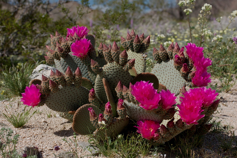 Opuntia-basilaris-beavertail-cactus-Box-Canyon-Rd-S-of-Joshua-Tree-NP-2018-03-15-IMG_4050.jpg