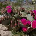Opuntia-basilaris-beavertail-cactus-Box-Canyon-Rd-S-of-Joshua-Tree-NP-2018-03-15-IMG 4050