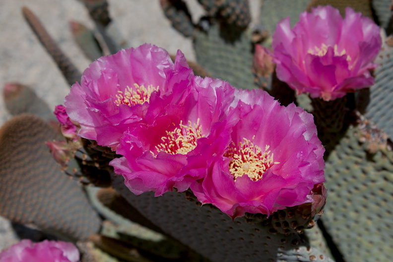 Opuntia-basilaris-beavertail-cactus-Box-Canyon-Rd-near-Joshua-Tree-NP-2016-03-04-IMG_2852.jpg