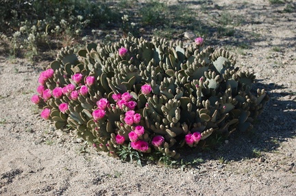 Opuntia-basilaris-beavertail-cactus-Pinto-Basin-Rd-S-of-pass-Joshua-Tree-NP-2018-03-15-IMG 4078