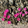 Opuntia-basilaris-beavertail-cactus-Pinto-Basin-Rd-S-of-pass-Joshua-Tree-NP-2018-03-15-IMG 4087
