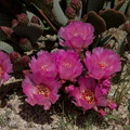 Opuntia-basilaris-beavertail-cactus-Pinto-Mtn-area-2017-03-15-IMG 3970