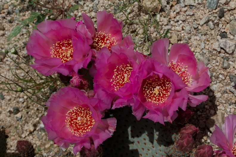 Opuntia-basilaris-beavertail-cactus-Pinto-Mtn-area-2017-03-15-IMG_3972.jpg