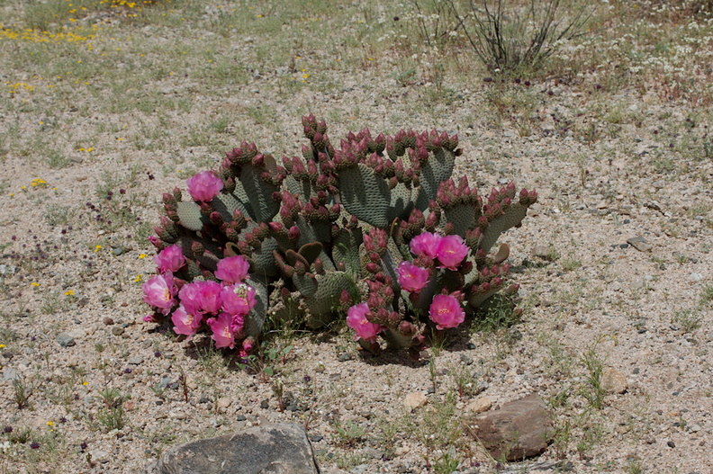 Opuntia-basilaris-beavertail-cactus-Pinto-Mtn-area-2017-03-15-IMG_3975.jpg
