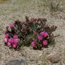 Opuntia-basilaris-beavertail-cactus-Pinto-Mtn-area-2017-03-15-IMG 3975