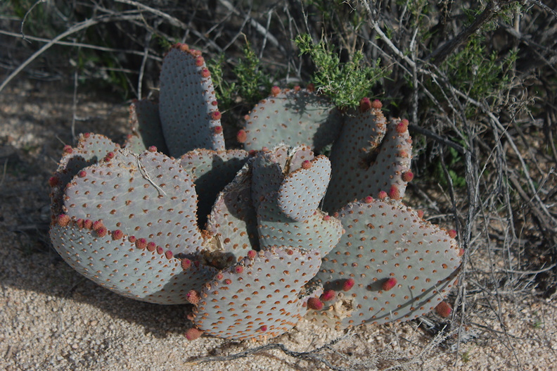 Opuntia-basilaris-beavertail-cactus-in-bud-Barker-Dam-trail-Joshua-Tree-NP-2018-03-15-IMG_3931.jpg