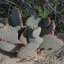 Opuntia-basilaris-beavertail-cactus-in-bud-Barker-Dam-trail-Joshua-Tree-NP-2018-03-15-IMG 3931