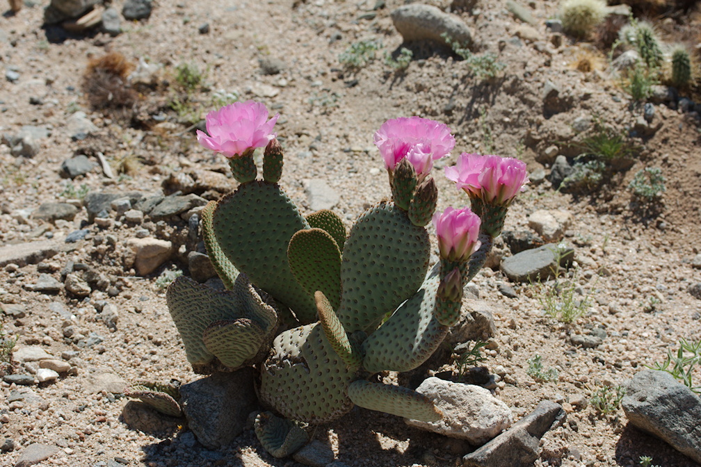 Opuntia-basilaris-beavertail-cactus-light-pink-form-south-Joshua-Tree-NP-2017-03-24-IMG 4319