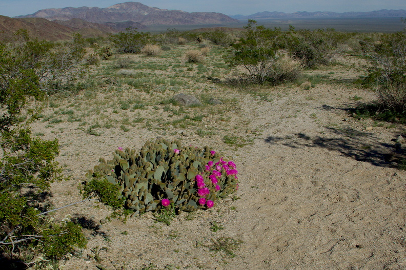 Opuntia-basilaris-beavertail-cactus-near-Cholla-Garden-Pinto-Basin-Rd-Joshua-Tree-NP-2018-03-15-IMG_7606.jpg