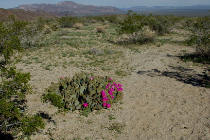 Opuntia-basilaris-beavertail-cactus-near-Cholla-Garden-Pinto-Basin-Rd-Joshua-Tree-NP-2018-03-15-IMG 7606