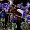 Phacelia-campanularia-desert-bluebells-Cottonwood-Spring-Joshua-Tree-NP-2017-03-14-IMG 3870