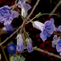 Phacelia-campanularia-desert-bluebells-Cottonwood-Spring-Joshua-Tree-NP-2017-03-14-IMG 3871