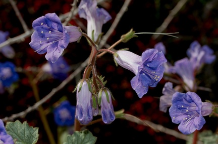 Phacelia-campanularia-desert-bluebells-Cottonwood-Spring-Joshua-Tree-NP-2017-03-14-IMG 3871