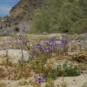 Phacelia-campanularia-desert-bluebells-flowering-in-wash-Cottonwood-Canyon-Joshua-Tree-NP-2018-03-15-IMG 7517