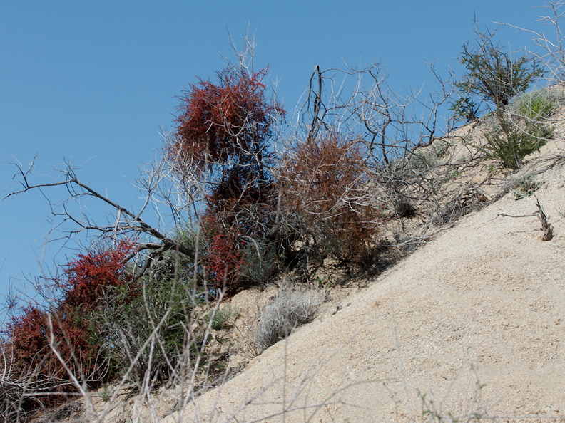 Phoradendron-californicum-mistletoe-Cottonwood-Spring-Joshua-Tree-NP-2017-03-14-IMG_3863.jpg