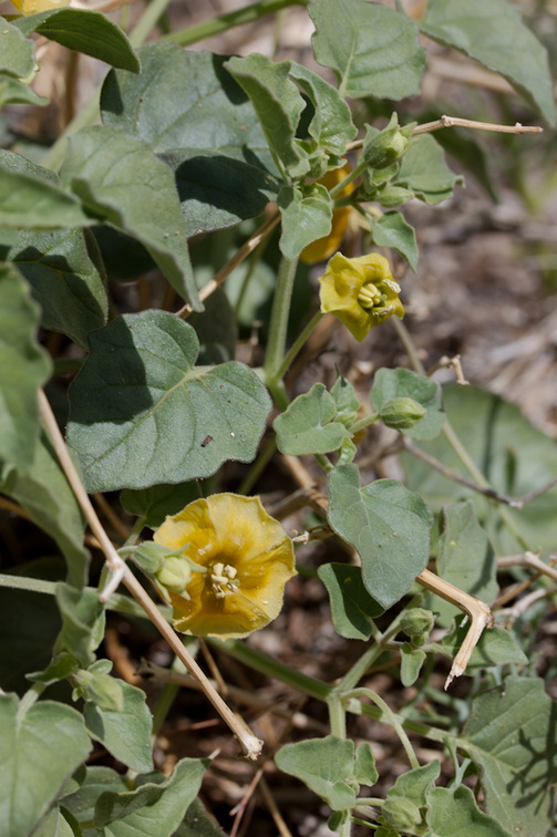 Physalis-hederifolia-ivy-leaved-tomatillo-Pinto-Basin-Rd-N-of-pass-Joshua-Tree-NP-2018-03-15-IMG 3989