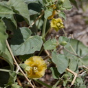 Physalis-hederifolia-ivy-leaved-tomatillo-Pinto-Basin-Rd-N-of-pass-Joshua-Tree-NP-2018-03-15-IMG 3989