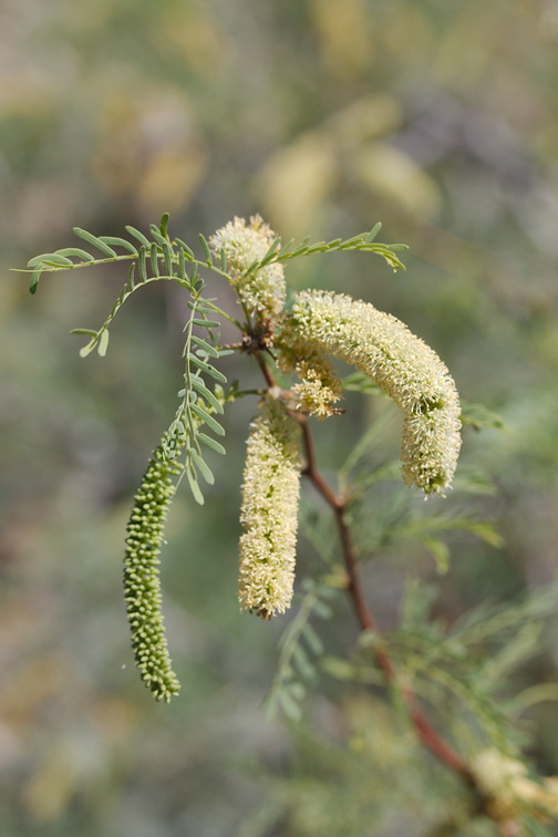Prosopis-glandulosa-honey-mesquite-south-Joshua-Tree-NP-2017-03-24-IMG 4203