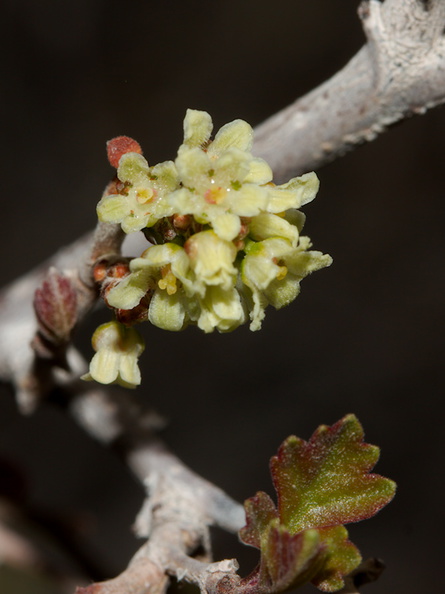 Rhus-aromatica-fragrant-sumac-flowering-Barker-Dam-trail-Joshua-Tree-NP-2016-03-05-IMG_2909.jpg