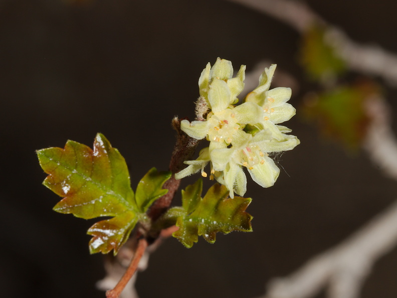 Rhus-aromatica-fragrant-sumac-flowering-Hidden-Valley-Joshua-Tree-NP-2017-03-16-IMG_4125.jpg
