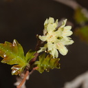 Rhus-aromatica-fragrant-sumac-flowering-Hidden-Valley-Joshua-Tree-NP-2017-03-16-IMG 4125