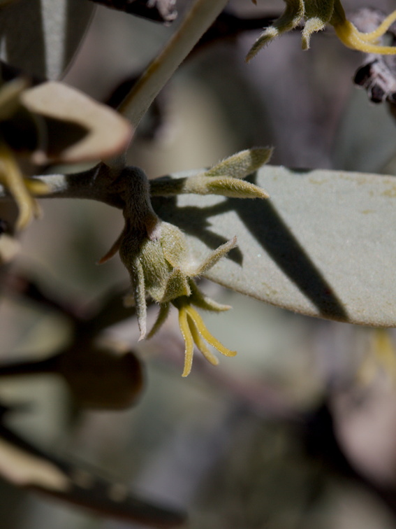 Simmondsia-chinensis-jojoba-pistillate-flowers-Cottonwood-Spring-Joshua-Tree-NP-2017-03-14-IMG 3831
