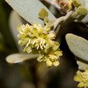 Simmondsia-chinensis-jojoba-staminate-flowers-Cottonwood-Spring-Joshua-Tree-NP-2017-03-14-IMG 3845