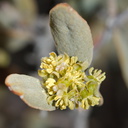 Simmondsia-chinensis-jojoba-staminate-flowers-Joshua-Tree-NP-2016-03-04-IMG 2892