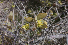 Simmondsia-chinensis-jojoba-staminate-flowers-Joshua-Tree-NP-2017-03-25-IMG 7971