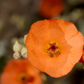 Sphaeralcea-ambigua-desert-apricot-mallow-Porcupine-Wash-Pinto-Basin-Rd-Joshua-Tree-NP-2018-03-15-IMG 4063