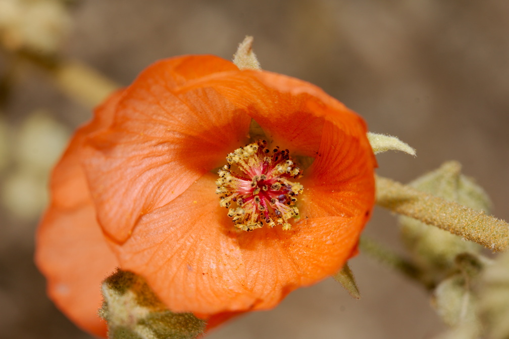 Sphaeralcea-ambigua-desert-apricot-mallow-Porcupine-Wash-Pinto-Basin-Rd-Joshua-Tree-NP-2018-03-15-IMG 4068